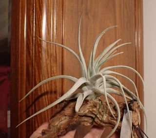 （分類：）位於 。 由 810plants 提交（商品編號 1296699692，圖片 1）。簡介： 。