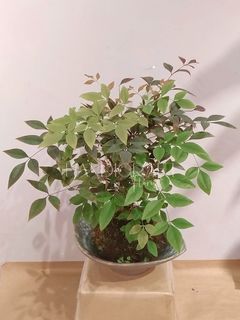 （分類：）位於 。 由 handicraft_excellent 提交（商品編號 1296868071，圖片 1）。簡介： 。