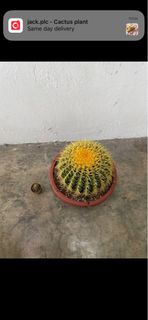 (Category: ) located in . Submitted by fruityflorist (Listing ID 1296767974, Image 1). Description: .