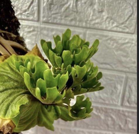 Platycerium Ridleyi Dwarf Silver sporeling, Furniture & Home