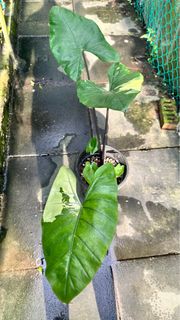 (Category: ) located in . Submitted by tropical931 (Listing ID 1297048297, Image 1). Description: .