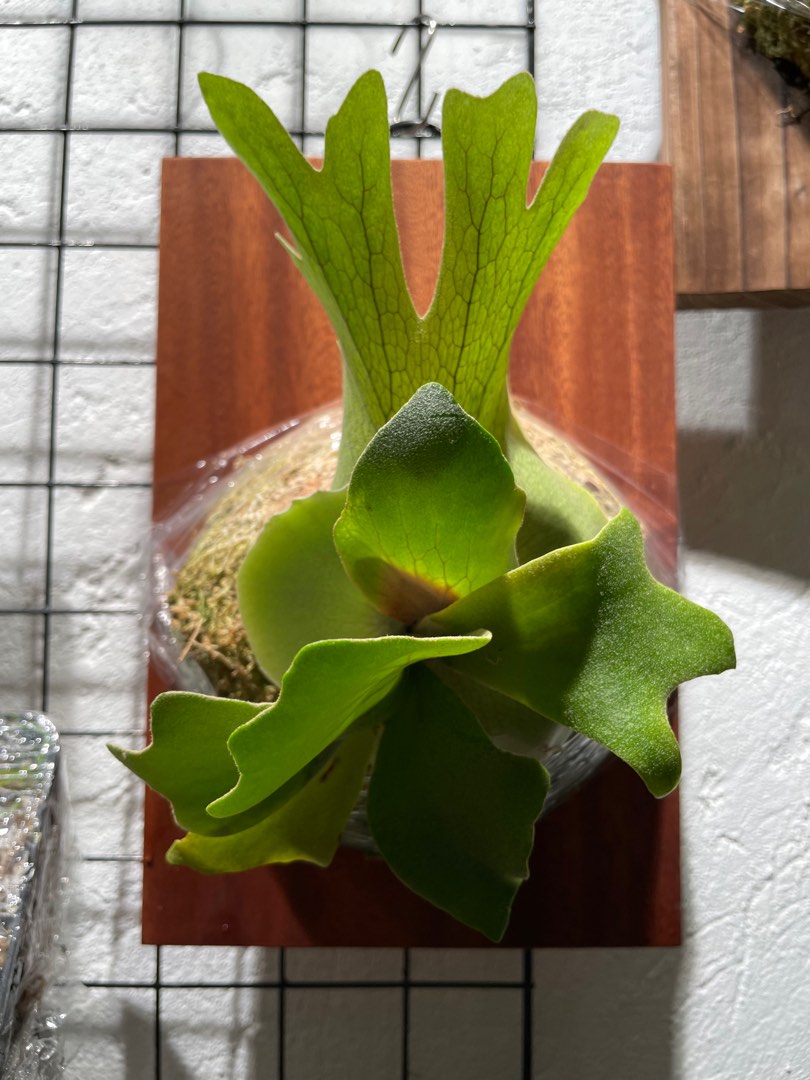 P. Willinckii cv Dwarf Tatsuta Sporeling 侏儒塔蘇塔孢子苗, 傢俬 