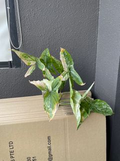 (Category: ) located in . Submitted by coffee800 (Listing ID 1296981654, Image 1). Description: .