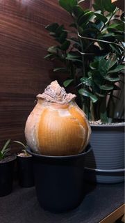 （分類：）位於 。 由 jamziii 提交（商品編號 1297169099，圖片 1）。簡介： 。