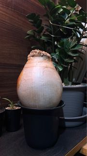 （分類：）位於 。 由 jamziii 提交（商品編號 1297169208，圖片 1）。簡介： 。