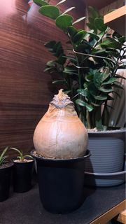 （分類：）位於 。 由 jamziii 提交（商品編號 1297162171，圖片 1）。簡介： 。
