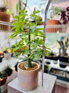 (Category: ) located in . Submitted by botanizesg (Listing ID 1297119938, Image 1). Description: .
