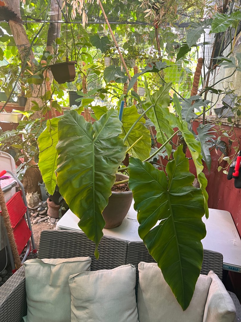Philodendron SP Napo Giant form, Furniture & Home Living, Gardening, Plants  & Seeds on Carousell