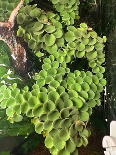 (Category: ) located in . Submitted by natureisagift (Listing ID 1297192373, Image 1). Description: .