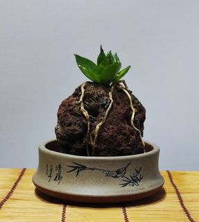 (Category: ) located in . Submitted by attapterrarium (Listing ID 1297292140, Image 1). Description: .