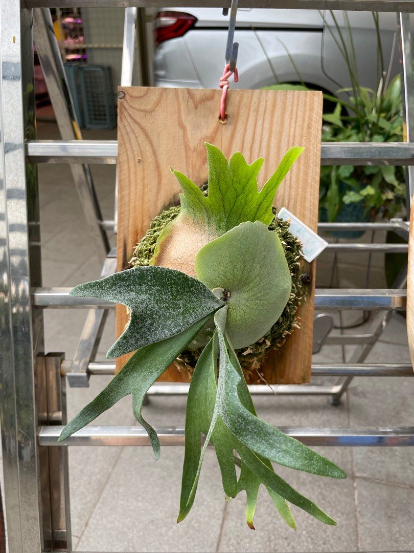 親株P. Willinckii cv. Silvery Dwarf Spored 【公式通販】