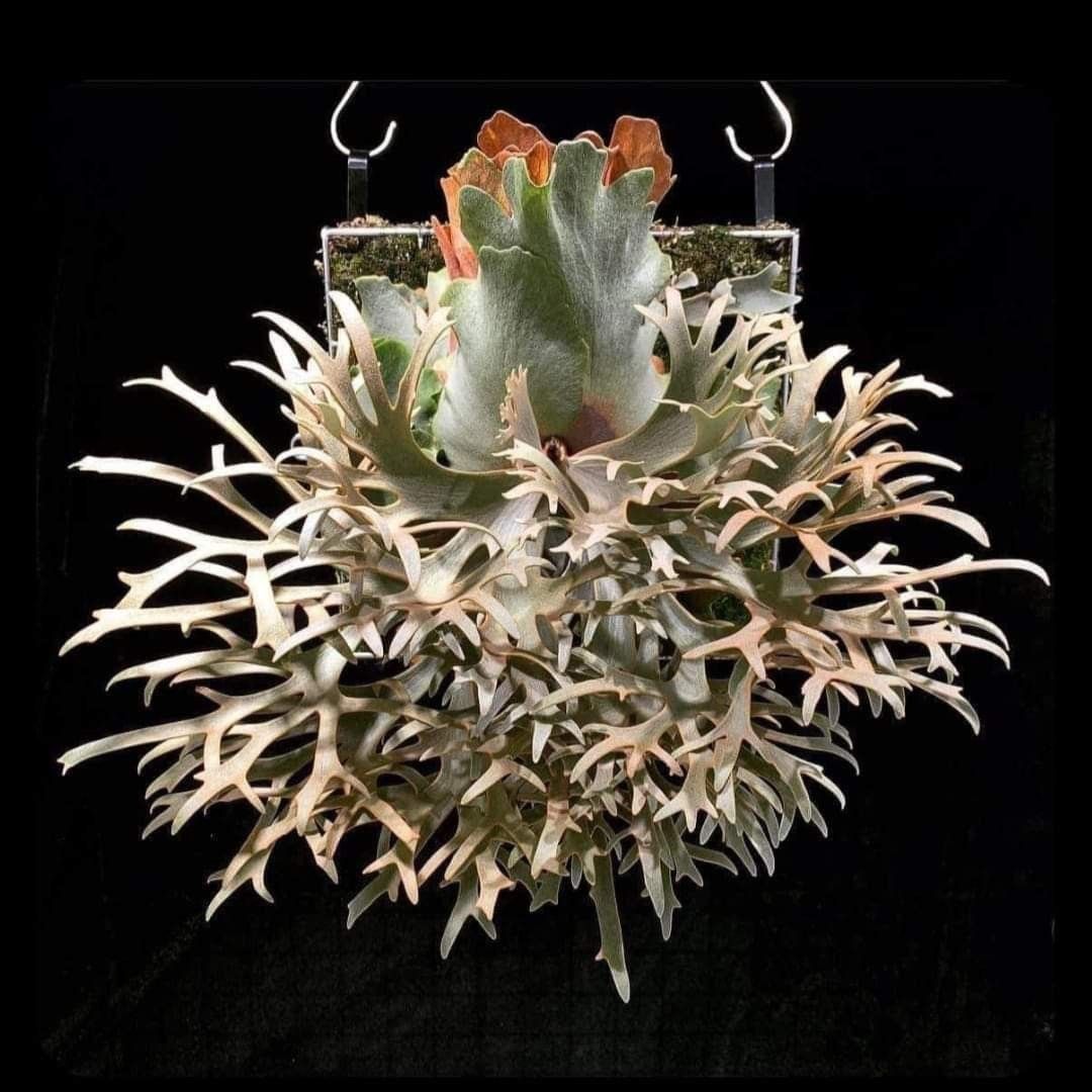 観葉植物 willinckii OMG sporeling dwarf 胞子培養株