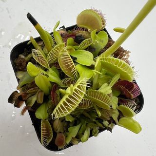 [Small World] Big Mouth Venus Flytrap Office Bedroom Living Room Small Potted Plant
