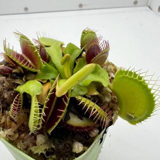 [Small World] DM.Fine Tooth x Red Venus Flytrap Office Bedroom Living Room Small Potted Plant