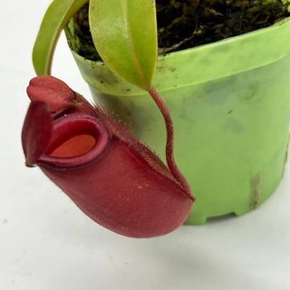 [Small World] Nepenthes Office Bedroom Living Room Small Potted Plant