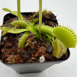 [Small World] towering giant Venus Flytrap Office Bedroom Living Room Small Potted Plant