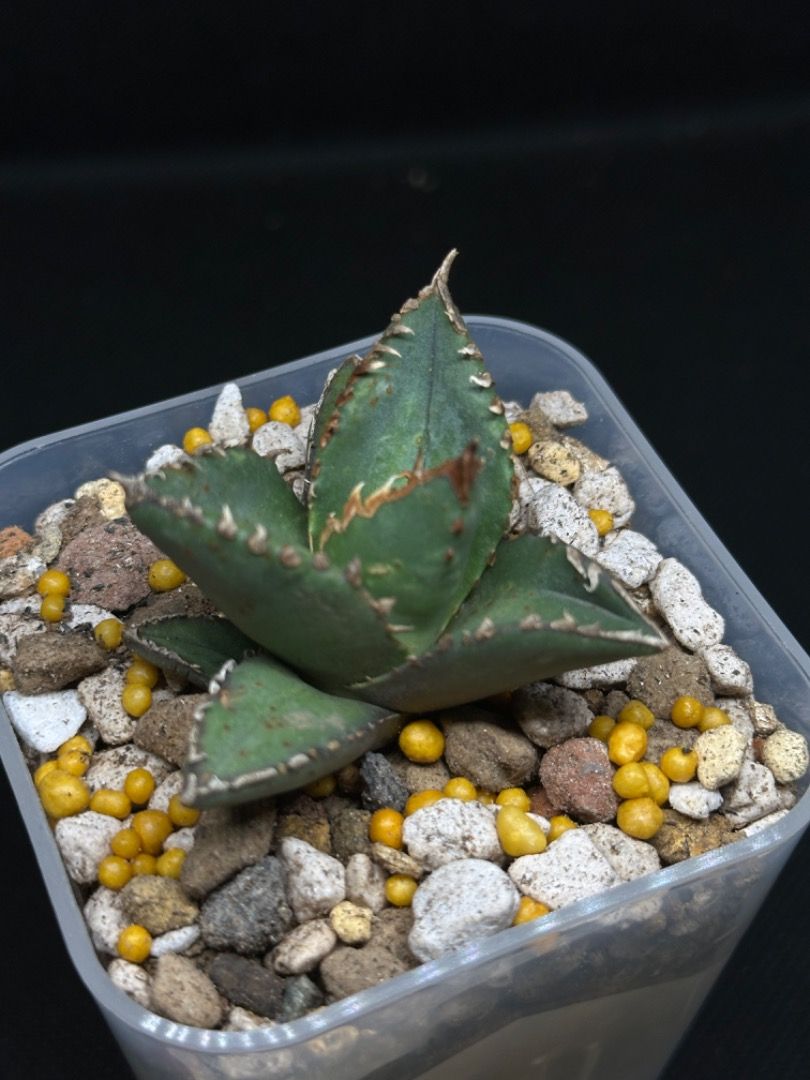 龍舌蘭嚴龍Agave Titanota Werewolf 狼人, 傢俬＆家居, 園藝, 植物及 