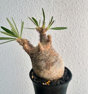 （分類：）位於 。 由 newbiesucculent 提交（商品編號 1300981388，圖片 1）。簡介： 。