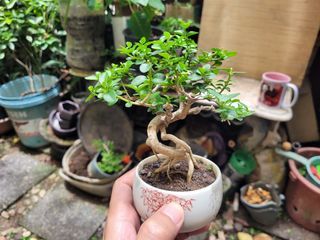 Argao Taiwan
Twisted Exposed roots Mame Bonsai