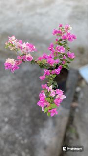 Bougainvillea plant with blooming  flowers  (live potted)