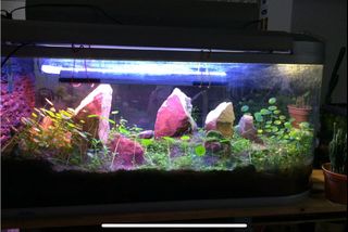 (Category: ) located in . Submitted by cathill (Listing ID 1300162810, Image 1). Description: .