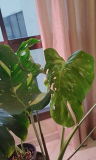 (Category: ) located in . Submitted by sgplantsguy (Listing ID 1300940317, Image 1). Description: .