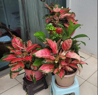 (Category: ) located in . Submitted by tracydoan1 (Listing ID 1301017488, Image 1). Description: .