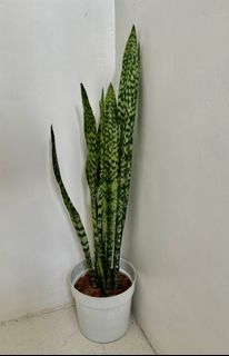 Snake plant 4-5.5ft height