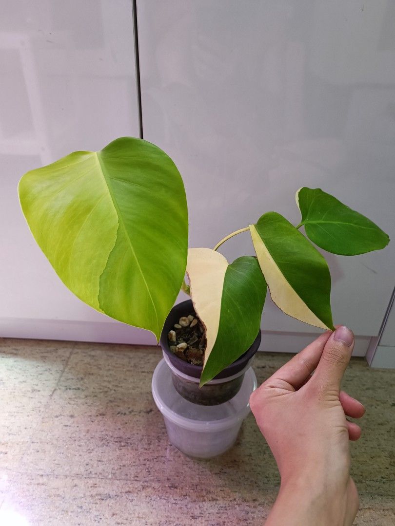 Superb Quality + Freebie) Monstera Borsigiana Aurea Half Moon with Alocasia  Amazonica Variegated, Furniture & Home Living, Gardening, Plants & Seeds on  Carousell