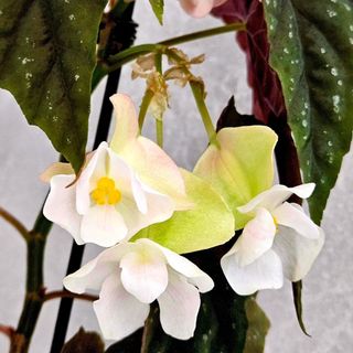 （分類：）位於 。 由 KwanCandy 提交（商品編號 1296993331，圖片 1）。簡介： 。