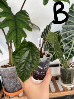 (Category: ) located in . Submitted by tinygreenhouse (Listing ID 1302625869, Image 1). Description: .
