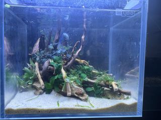 (Category: ) located in . Submitted by Aquariumfever (Listing ID 1302683303, Image 1). Description: .