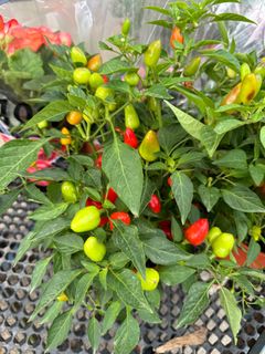 (Category: ) located in . Submitted by gardenfunfarm (Listing ID 1302644707, Image 1). Description: .