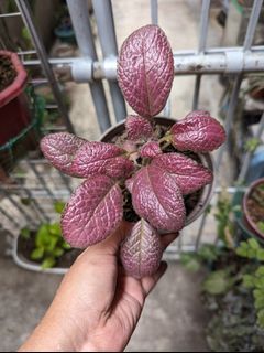 Pink Episcia plant