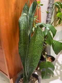 (Category: ) located in . Submitted by epiphyter (Listing ID 1302702175, Image 1). Description: .