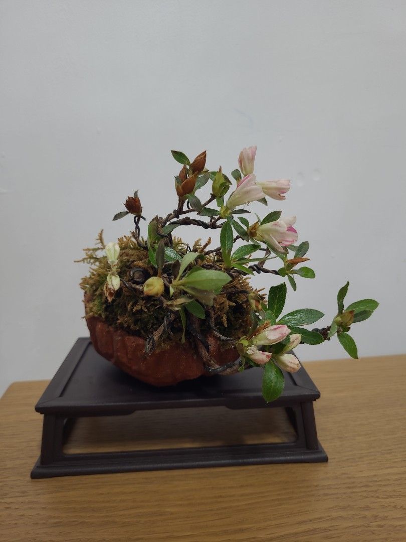 八房五葉松(舞鼓) 五葉松 舞鼓