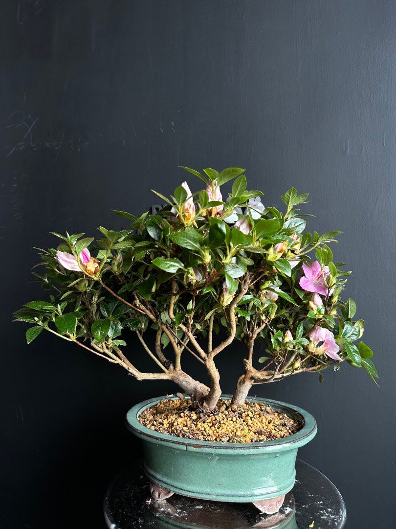 日本🇯🇵皐月杜鵑Satsuki azalea Rhododendron ｜植物盆景盆栽bonsai 