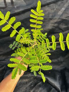 （分類：）位於 。 由 fossilsland 提交（商品編號 1302836977，圖片 1）。簡介： 。