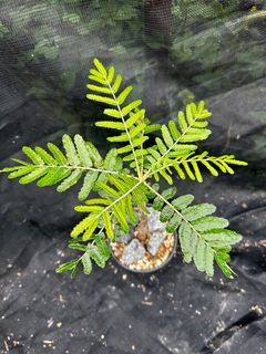 （分類：）位於 。 由 fossilsland 提交（商品編號 1302838190，圖片 1）。簡介： 。