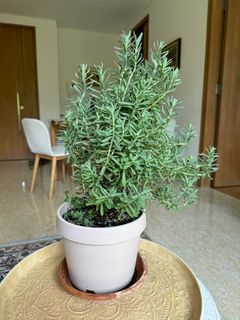 (Category: ) located in . Submitted by themediterraneangarden (Listing ID 1302743981, Image 1). Description: .