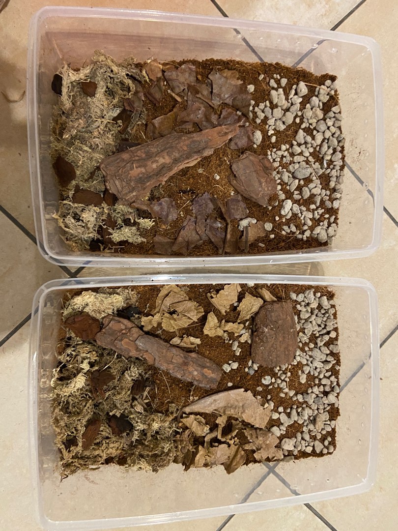 Isopod Breeding Boxes ( Starting from $18, Pet Supplies, Homes & Other ...