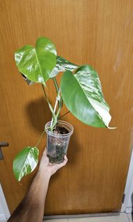 (Category: ) located in . Submitted by alohaplants (Listing ID 1302865152, Image 1). Description: .