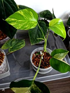 (Category: ) located in . Submitted by alohaplants (Listing ID 1302864542, Image 1). Description: .