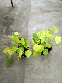 Philodendron Neon Heartleaf