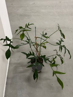 (Category: ) located in . Submitted by epiphyter (Listing ID 1302860052, Image 1). Description: .
