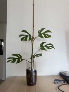 （分類：）位於 。 由 dct13 提交（商品編號 1302752601，圖片 1）。簡介： 。