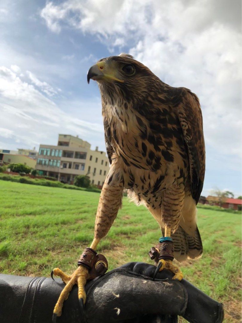 哈里斯鷹羽毛20-24公分, 書籍、休閒與玩具, 收藏、紀念品, 其他古董在旋轉拍賣