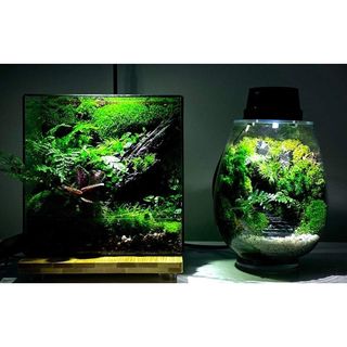 (Category: ) located in . Submitted by xtrading_01 (Listing ID 1303067114, Image 1). Description: .