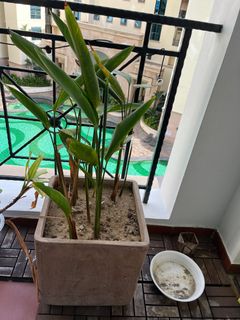 (Category: ) located in . Submitted by karinep (Listing ID 1302959063, Image 1). Description: .