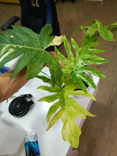 (Category: ) located in . Submitted by plantshop (Listing ID 1303068259, Image 1). Description: .